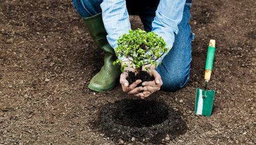 ForProf s’engage avec Tree Nation pour un avenir plus vert 🌱